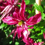 Кореневища клематису Rosalyn