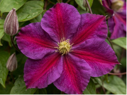 Корневища клематиса Star of Pakistan