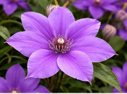 Корневища клематиса Semu