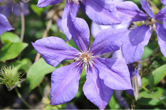 Кореневища клематису Semu