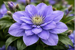 Корневища клематиса Blue Diamond