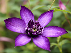 Корневища клематиса Glorious Day