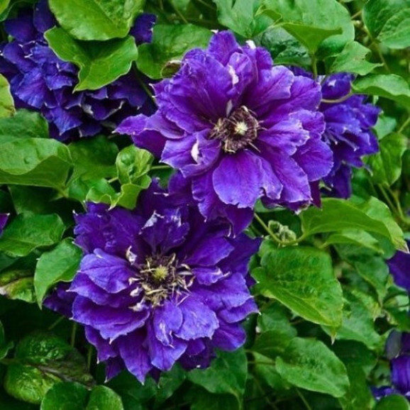 Кореневища клематису Shin-shigyoku