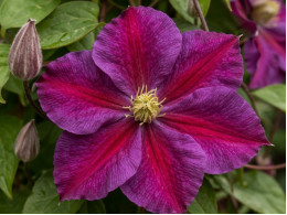 Корневища клематиса Star of Pakistan