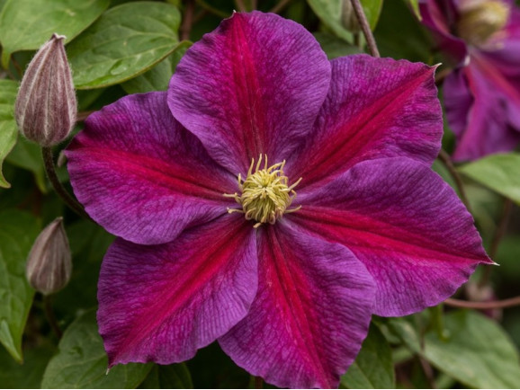 Корневища клематиса Star of Pakistan