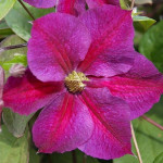 Кореневища клематису Star of Pakistan