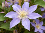 Корневища клематиса Star River