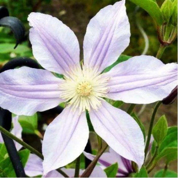 Кореневища клематису Star River