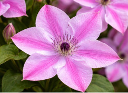 Корневища клематиса Super Cute