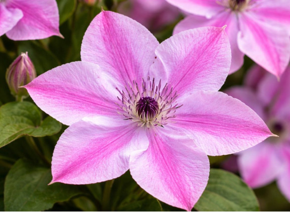 Корневища клематиса Super Cute