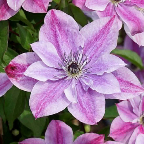 Кореневища клематису Super Cute