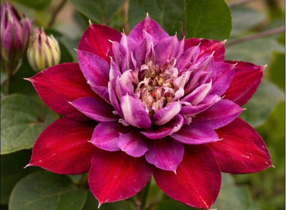 Корневища клематиса Temptation