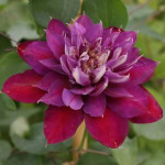 Кореневища клематису Temptation