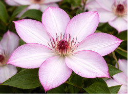 Кореневища клематису Omoshiro