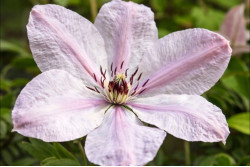 Кореневища клематису Jan Pawel II (John Paul II)