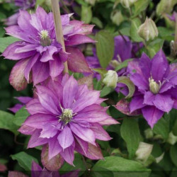 Кореневища клематису Rollercoaster