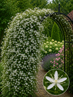 Кореневища клематису Terniflora [Maxim]