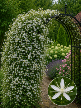 Кореневища клематису Terniflora [Maxim]