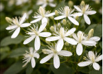 Кореневища клематису Terniflora [Maxim]