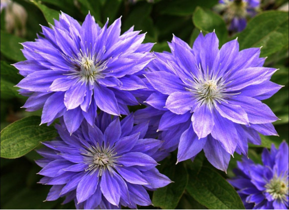 Корневища клематиса Teshio