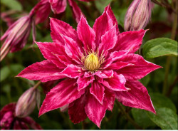 Корневища клематиса Rosalyn