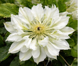 Корневища клематиса Yukiokoshi