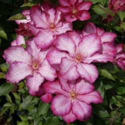 Корневища клематиса Liberty 