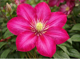 Корневища клематиса Ville de Lyon