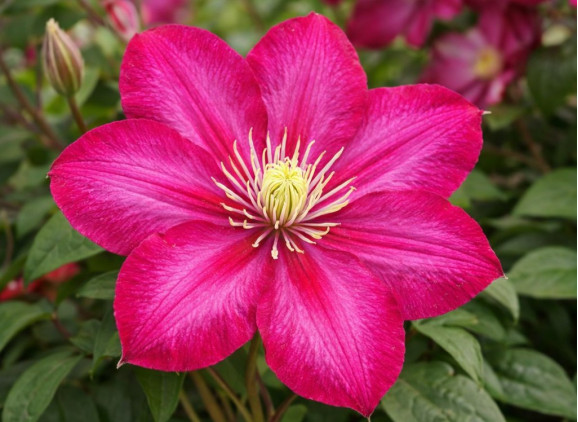 Корневища клематиса Ville de Lyon