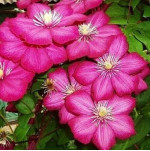 Кореневища клематису Ville de Lyon