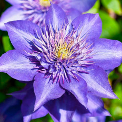 Корневища клематиса Multi Blue