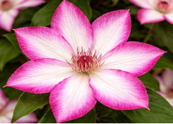 Корневища клематиса Picotee