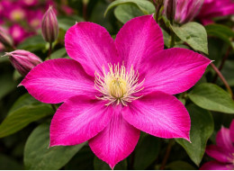 Корневища клематиса Vino