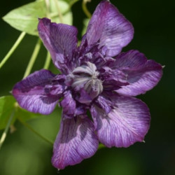 Кореневища клематису Welcome Home