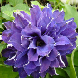 Кореневища клематису Shin-shigyoku