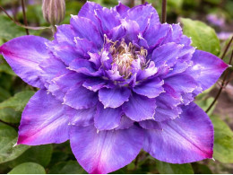 Корневища клематиса Vyvyan Pennell