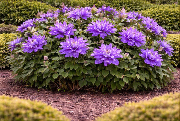 Корневища клематиса Vyvyan Pennell