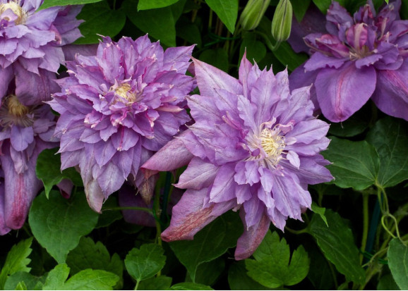 Кореневища клематису Vyvyan Pennell