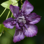 Кореневища клематису Welcome Home