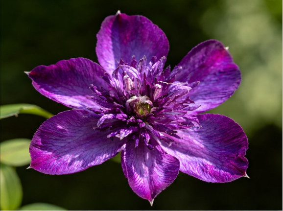 Корневища клематиса Welcome Home