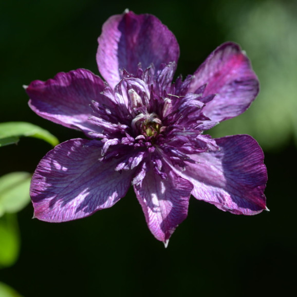 Кореневища клематису Welcome Home