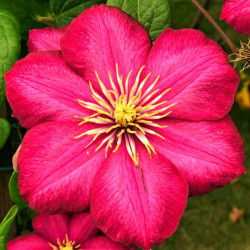 Корневища клематиса Ernest Markham