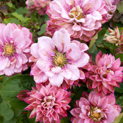 Кореневища клематису Pink Passion