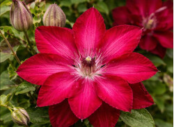 Корневища клематиса Red Passion