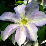 Кореневища клематису Yukikomachi