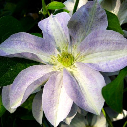 Кореневища клематису Yukikomachi