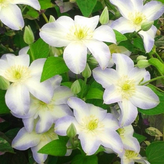Кореневища клематису Yukikomachi