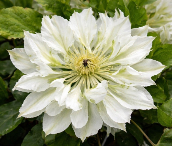 Корневища клематиса Yukiokoshi