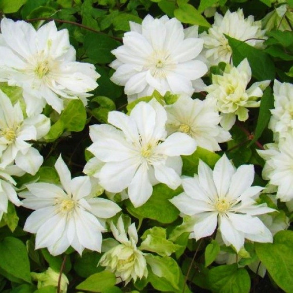 Кореневища клематису Yukiokoshi