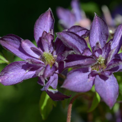 Корневища клематиса Glorious Day